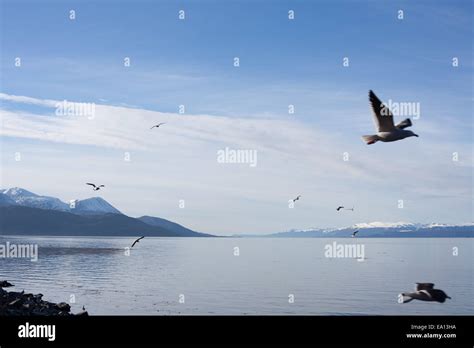 Seagulls Flying Over The Sea Ushuaia Argentina Stock Photo Alamy