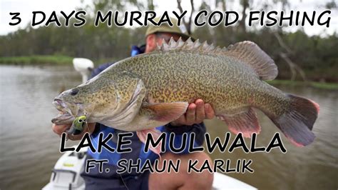 Days Lake Mulwala Murray Cod Fishing Madness Fishing Mulwala Cod