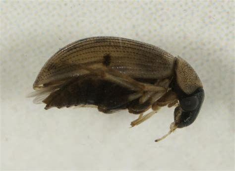 Hydrophilidae Berosus Bugguidenet