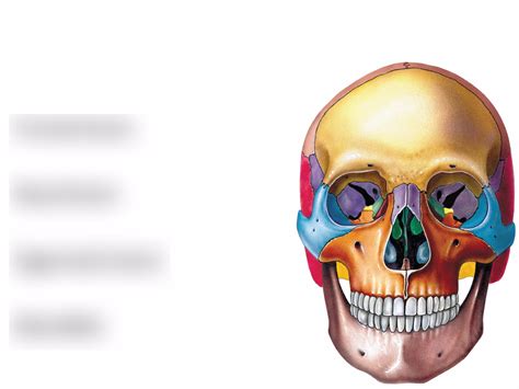 Skull Frontal View Diagram Quizlet