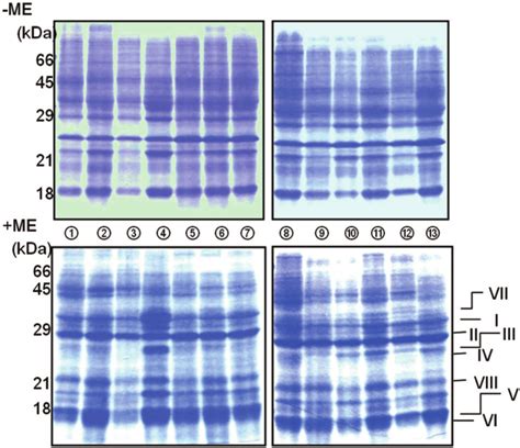 SDS PAGE Patterns Of The Mucus Proteins Obtained By 80 Saturated NH 4