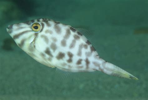 Velvet Leatherjacket Fishes Of Cabbage Tree Bay Aquatic Reserve