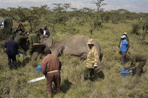 Kenya Wildlife Service Relocates Elephants Pics