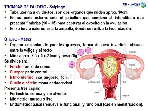 Aparato Reproductor Femenino