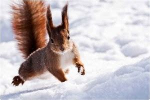 Do Squirrels Hibernate? | Sophisticated EDGE