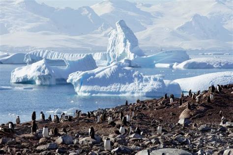 На краю света: хрупкая красота Антарктики - BBC News Русская служба
