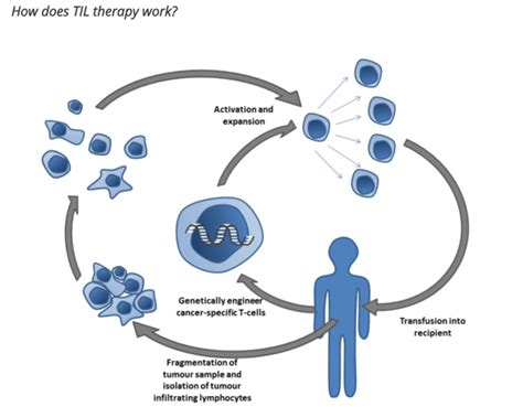 Tils Tumor Infiltrating Lymphocytes Safe And Promising For Cervical