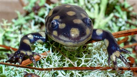 Giant Salamander Animal Facts - A-Z Animals