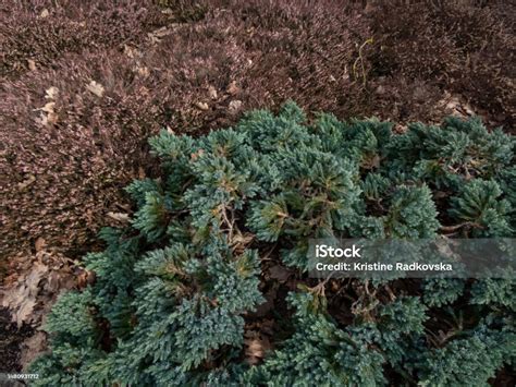 Dwarf Evergreen Shrub Flaky Juniper Or Singleseed Juniper Blue Star ...