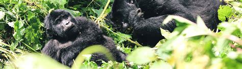 Top Reisen Routen Bwindi Impenetrable Nationalpark