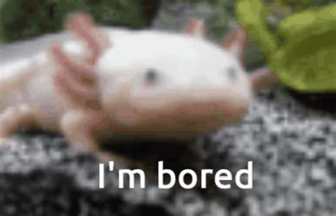 Axolotl Gif - GIFcen