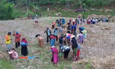 Manfaatkan Lahan Kering Petani Di Langkaplancar Pangandaran Tanam