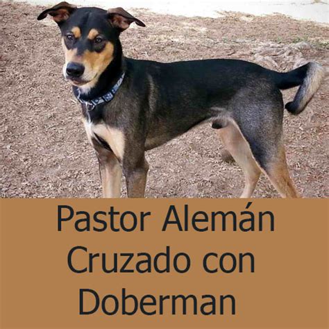 Sintético 102 Foto Cruza De Pastor Alemán Y Rottweiler Alta Definición