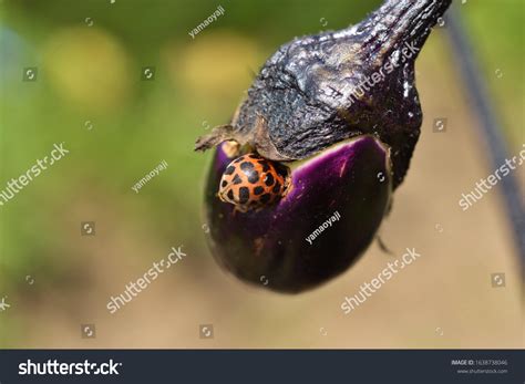 Eggplant Plant Ladybug Más De 84 Fotos De Stock Con Licencia Libres De Regalías Shutterstock