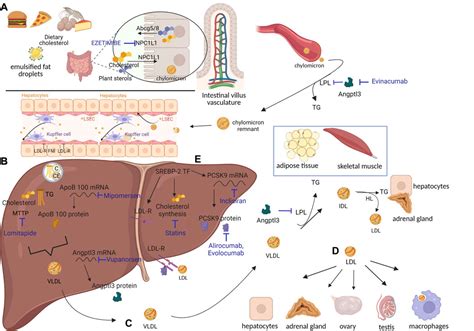 Frontiers Gene Transfer And Genome Editing For Familial