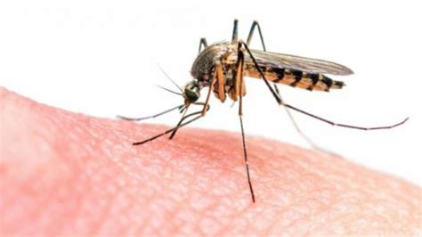 Mengenal Nyamuk Anopheles Penyebab Malaria AgriPest