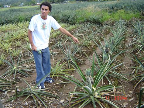 Caribbean Costaricans Pineapple Tour: Autocthonous Pineapple Plantation Tour