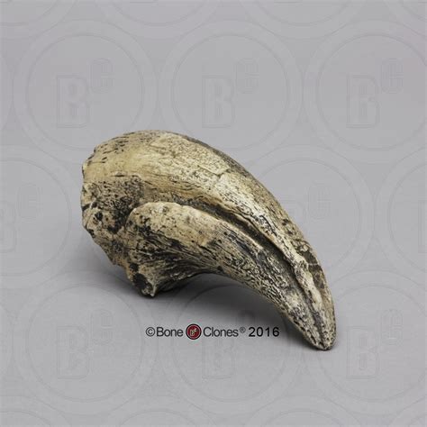 Tyrannosaurus Rex Claw Bone Clones Osteological Reproductions