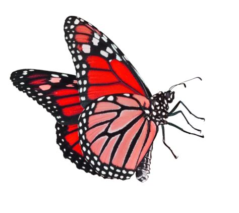 🥇 Image Of Nature Butterfly Insect Png Animal Overlay Butterfly 【free