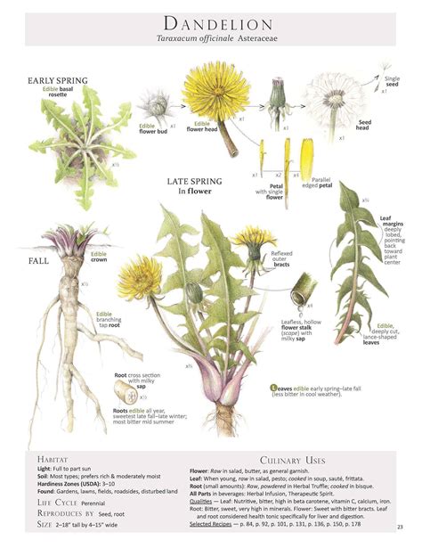 Everything About Dandelion Tea | Dandelion Tea