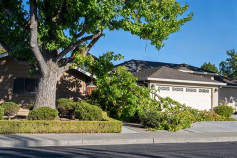 Restoring Trees After Storm Damage | Joseph Tree Service