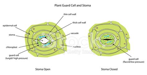 Guard Cells Microscope