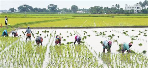 Delay In Crop Relief Forces Farmers Into Debt