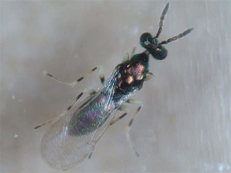 Diglyphus Isaea