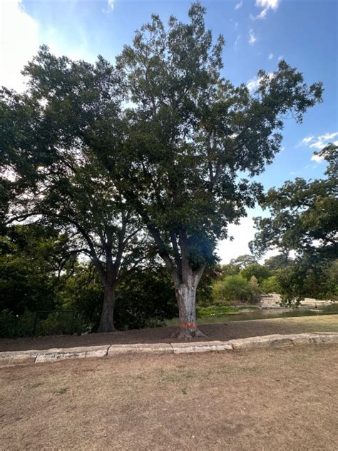 San Marcos removing trees due to ‘drought stress and disease’ | KXAN Austin