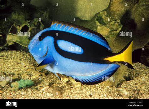 Blue Tang O Regal Tang O Paleta Pez Cirujano Paracanthurus Hepatus