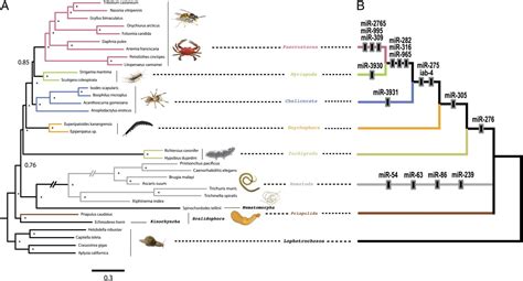 MicroRNAs and phylogenomics resolve the relationships of Tardigrada and ...