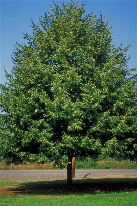 Linden Trees Sale | Arbor Hills Tree Nursery | Best Prices | Price Match