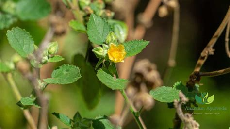 Bala (Sida Cordifolia): Useful Parts, Health Benefits & Uses - Anantam ...