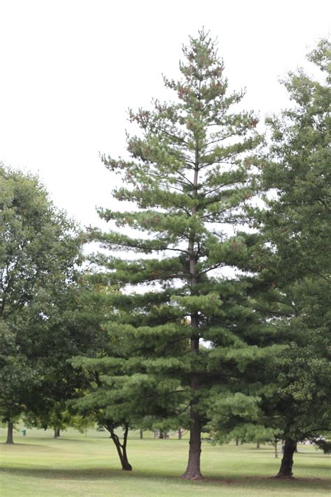 Nature Devotions Eastern White Pine