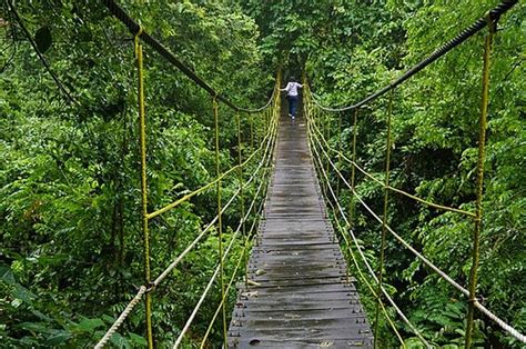 Fakta Menarik Taman Nasional Kutai Yang Memiliki Pohon Berusia