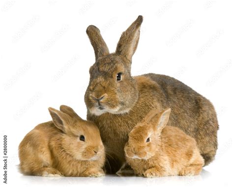 Lapine Et Ses Lapereaux Stock Photo Adobe Stock