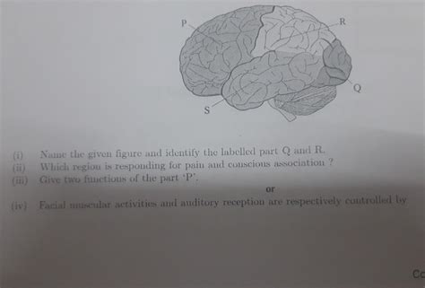 P S Name The Given Figure And Identify The Labelled Part Q And R Which