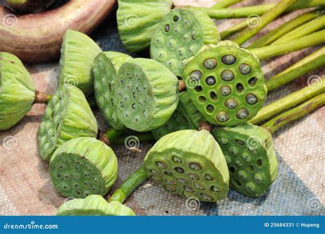 Lotus Seed Pod Stock Image Image Of Asia Exotic Buddhist 25684331