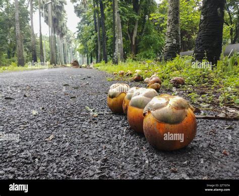 Taal The Palmyra Fruits Sugar Palm Fruits Grow On Tall Palm Trees Yellowish Brown Skin