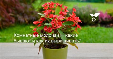 Комнатные молочаи — какие бывают и как их выращивать?