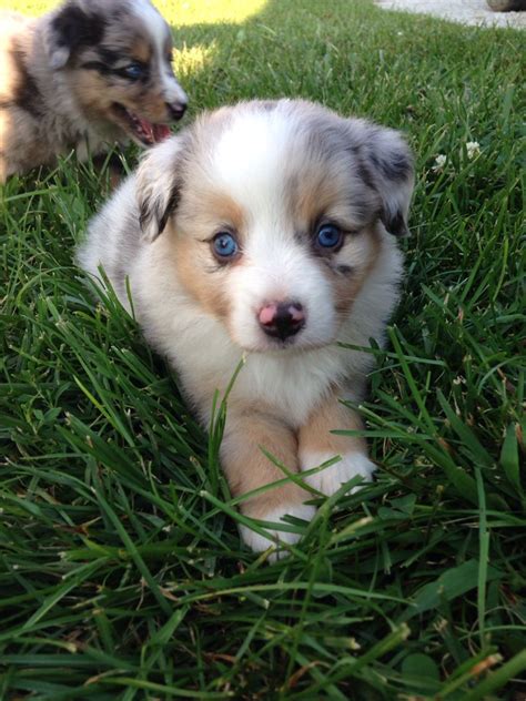 5 Week Blue Merle Miniature Australian Shepherd Australian Shepherd