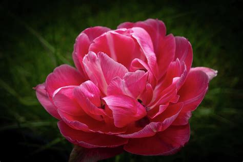 Deep Pink Angelique Tulip Photograph By Linda Howes Pixels