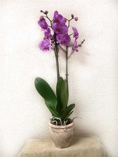 Phalaenopsis 2 Cambria