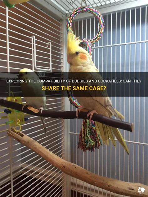 Exploring The Compatibility Of Budgies And Cockatiels Can They Share