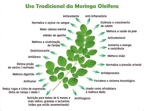 Conheça os benefícios da moringa para a saúde Blog Anselmo Santana