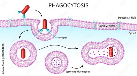 Phagocytosis - Process for nutrition in unicellular organisms, while in ...