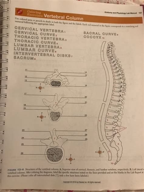 Solved Anatomy And Physiology Lab Manual Exercises Chegg