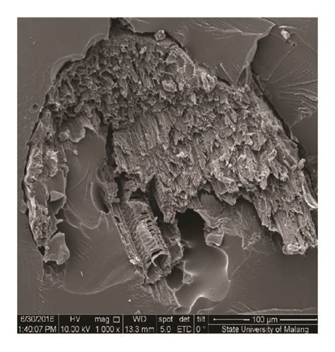 Scanning Electron Microscope SEM Images Of Surfaces Of The Samples