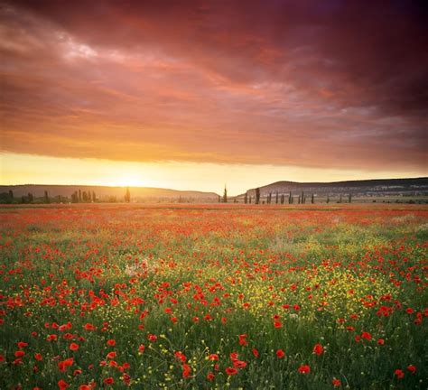 Premium Photo | Spring flowers in meadow