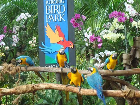 Jurong♫ Bird Park♫singapore Colourful Parrots Awaitin Flickr